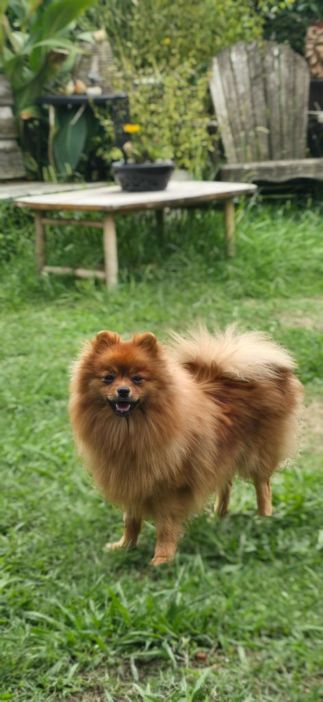 Angelina jolie des loups d'Aquitaine